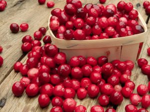 المعهد الذهبي | فوائد التوت البري Cranberry