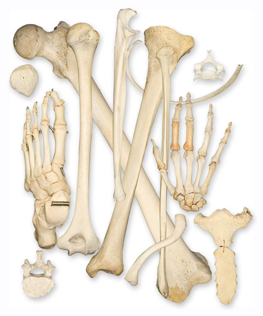 المعهد الذهبي|ما هي العظام وكيفية علاج الكساح بمكونات بسيطةما هي العظام وكيفية علاج الكساح بمكونات بسيطة