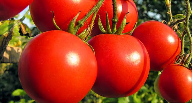 فوائد الطماطم أهم الفوائد التي قد لا تعرفها  
