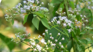 المعهد الذهبي | فوائد نبتة العظام (Boneset): دليل شامل حول زراعتها وفوائدها