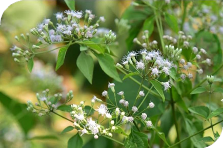 المعهد الذهبي | فوائد نبتة العظام (Boneset): دليل شامل حول زراعتها وفوائدها