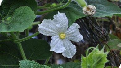 المعهد الذهبي | نبتة القرع الزجاجي (Bottle Gourd): دليل شامل حول زراعته وفوائده