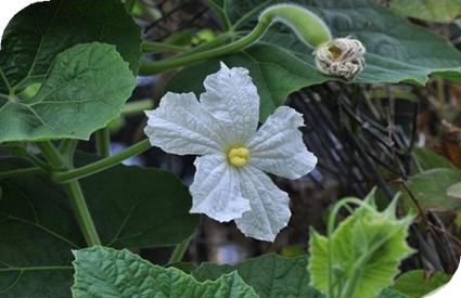 المعهد الذهبي | نبتة القرع الزجاجي (Bottle Gourd): دليل شامل حول زراعته وفوائده