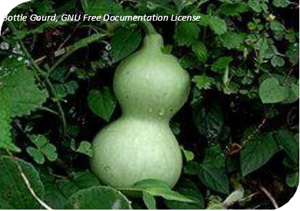 المعهد الذهبي | نبتة القرع الزجاجي (Bottle Gourd): دليل شامل حول زراعته وفوائده