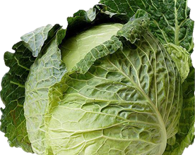 المعهد الذهبي | نبتة الملفوف (Cabbage): دليل شامل حول زراعته وفوائده