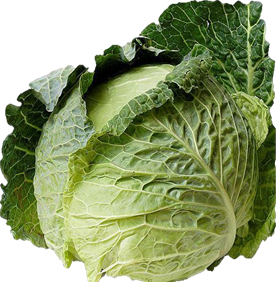 المعهد الذهبي | نبتة الملفوف (Cabbage): دليل شامل حول زراعته وفوائده