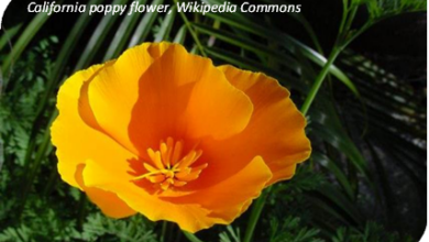 المعهد الذهبي | الخشخاش الكاليفورني (California Poppy): دليل شامل حول زراعته وفوائده