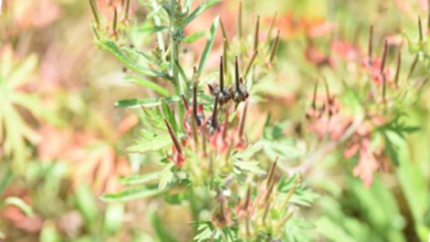 المعهد الذهبي | نبتة إبرة الراعي الكاروليني (Carolina Geranium): دليل شامل حول زراعته وفوائده