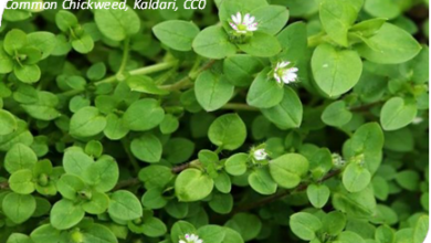 المعهد الذهبي | نبتة نفل الماء (Chickweed): دليل شامل حول زراعته وفوائده