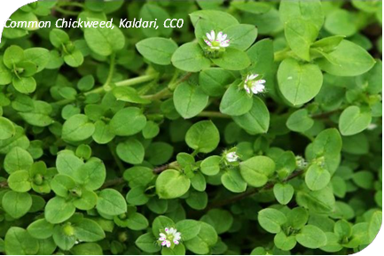 المعهد الذهبي | نبتة نفل الماء (Chickweed): دليل شامل حول زراعته وفوائده