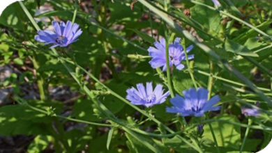 المعهد الذهبي | نبتة الهندباء البرية (Chicory): دليل شامل حول زراعتها وفوائدها