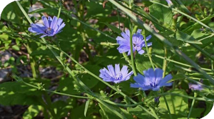 المعهد الذهبي | نبتة الهندباء البرية (Chicory): دليل شامل حول زراعتها وفوائدها