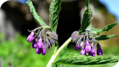 المعهد الذهبي | نبتة السنفري (Comfrey): دليل شامل حول زراعته وفوائده مع تحذيرات مهمة