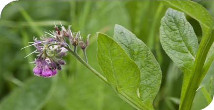 المعهد الذهبي | نبتة السنفري (Comfrey): دليل شامل حول زراعته وفوائده مع تحذيرات مهمة