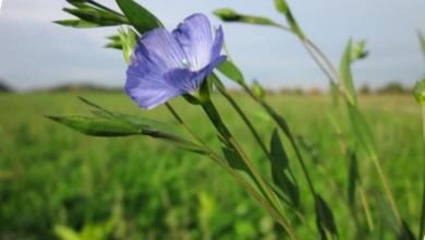 المعهد الذهبي | نبتة بذور الكتان (Common Flax): دليل شامل حول زراعتها وفوائدها