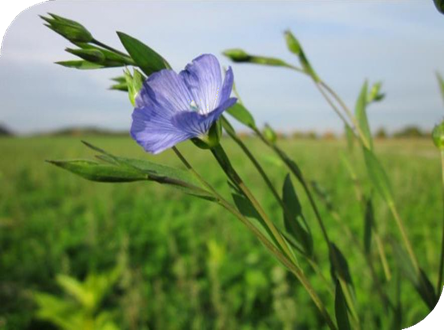 المعهد الذهبي | نبتة بذور الكتان (Common Flax): دليل شامل حول زراعتها وفوائدها