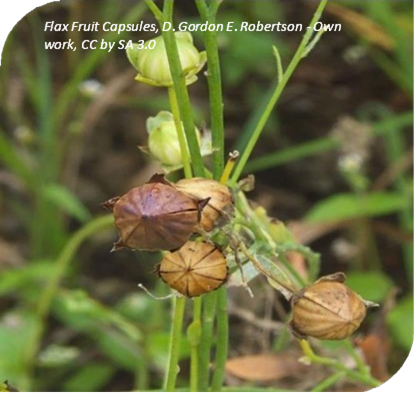 المعهد الذهبي | نبتة بذور الكتان (Common Flax): دليل شامل حول زراعتها وفوائدها