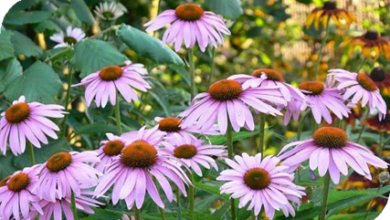 المعهد الذهبي | نبتة القنفذية (Echinacea): دليل شامل حول زراعتها وفوائدها