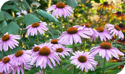 المعهد الذهبي | نبتة القنفذية (Echinacea): دليل شامل حول زراعتها وفوائدها