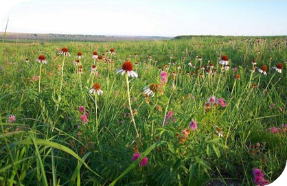 المعهد الذهبي | نبتة القنفذية (Echinacea): دليل شامل حول زراعتها وفوائدها