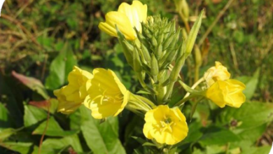 المعهد الذهبي | نبتة زهرة الربيع المسائية (Evening Primrose): دليل شامل حول زراعتها وفوائدها