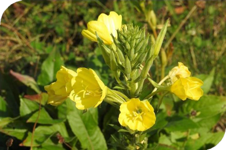 المعهد الذهبي | نبتة زهرة الربيع المسائية (Evening Primrose): دليل شامل حول زراعتها وفوائدها