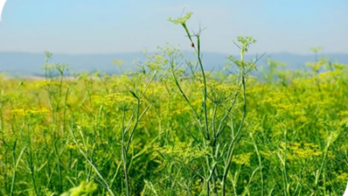 المعهد الذهبي | نبتة الشمر (Fennel): دليل شامل حول زراعته وفوائده