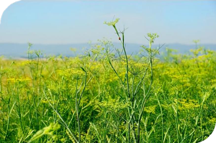 المعهد الذهبي | نبتة الشمر (Fennel): دليل شامل حول زراعته وفوائده