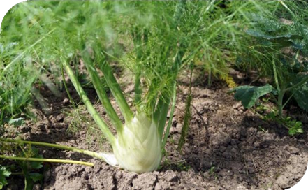 المعهد الذهبي | نبتة الشمر (Fennel): دليل شامل حول زراعته وفوائده