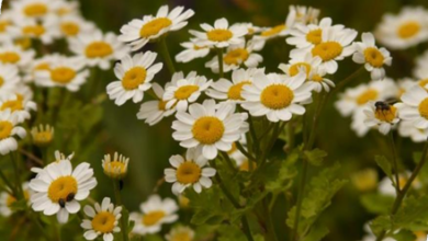 المعهد الذهبي | نبتة الأقحوان البري (Feverfew): دليل شامل حول زراعته وفوائده