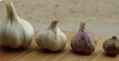 المعهد الذهبي | فوائد الثوم (Garlic): بالإضافة إلى دليل شامل حول زراعته وفوائده