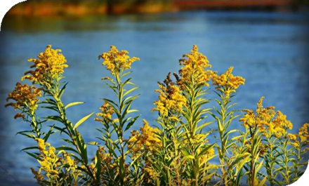 المعهد الذهبي | نبتة الصوليداجو (Goldenrod): دليل شامل حول زراعته وفوائده