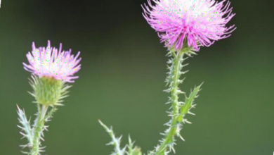 المعهد الذهبي | نبتة الأرقطيون (Greater Burdock): دليل شامل حول زراعته وفوائده