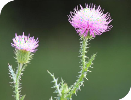 المعهد الذهبي | نبتة الأرقطيون (Greater Burdock): دليل شامل حول زراعته وفوائده