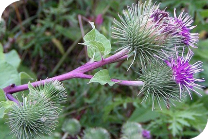 المعهد الذهبي | نبتة الأرقطيون (Greater Burdock): دليل شامل حول زراعته وفوائده