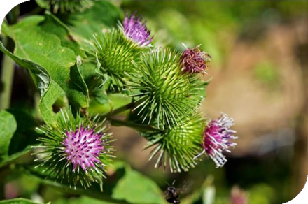 المعهد الذهبي | نبتة الأرقطيون (Greater Burdock): دليل شامل حول زراعته وفوائده