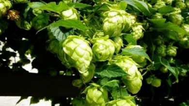 المعهد الذهبي | نبتة الجنجل (Hops): دليل شامل حول زراعته وفوائده