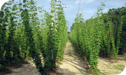 المعهد الذهبي | نبتة الجنجل (Hops): دليل شامل حول زراعته وفوائده