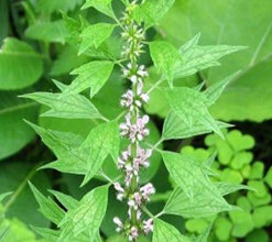 المعهد الذهبي | فوائد عشبة Motherwort (ذنب الأسد): دعم صحة القلب والمرأة