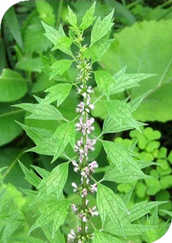 فوائد عشبة Motherwort (ذنب الأسد): دعم صحة القلب والمرأة