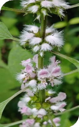 المعهد الذهبي | فوائد عشبة Motherwort (ذنب الأسد): دعم صحة القلب والمرأة