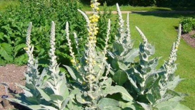 المعهد الذهبي | فوائد عشبة Mullein (بوصير القطيفة): علاج طبيعي لمشاكل الجهاز التنفسي والبشرة