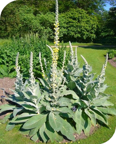 فوائد عشبة Mullein