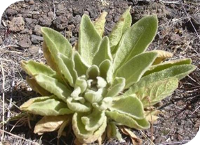 المعهد الذهبي | فوائد عشبة Mullein (بوصير القطيفة): علاج طبيعي لمشاكل الجهاز التنفسي والبشرة