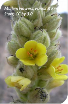 المعهد الذهبي | فوائد عشبة Mullein (بوصير القطيفة): علاج طبيعي لمشاكل الجهاز التنفسي والبشرة