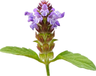 المعهد الذهبي | فوائد عشبة شفاء الذات (Prunella vulgaris): من القروح الباردة إلى دعم المناعة