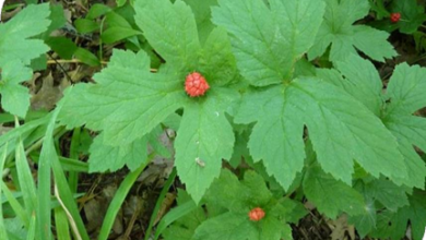 المعهد الذهبي | عشبة جولدنسال (Goldenseal): مضاد حيوي طبيعي قوي