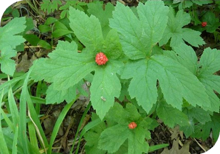 المعهد الذهبي | عشبة جولدنسال (Goldenseal): مضاد حيوي طبيعي قوي