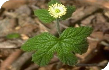 المعهد الذهبي | عشبة جولدنسال (Goldenseal): مضاد حيوي طبيعي قوي