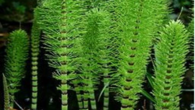 المعهد الذهبي | نبتة ذيل الحصان (Horsetail): فوائد مذهلة للصحة والجمال